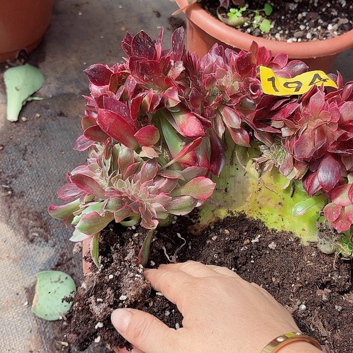 多肉植物福利194