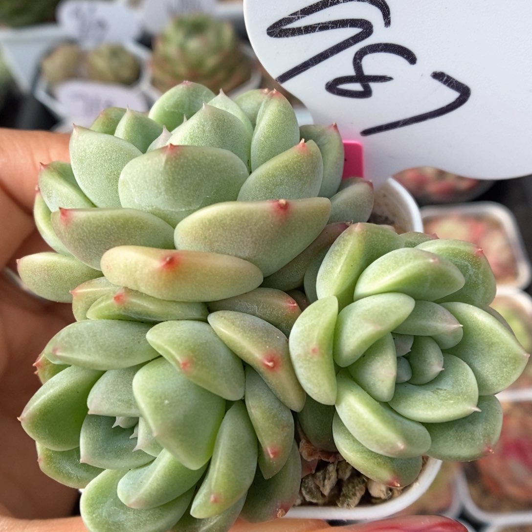 甜心e群生可拍987号