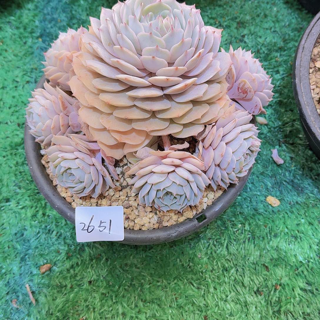 悟***92651粉蝶多肉植物