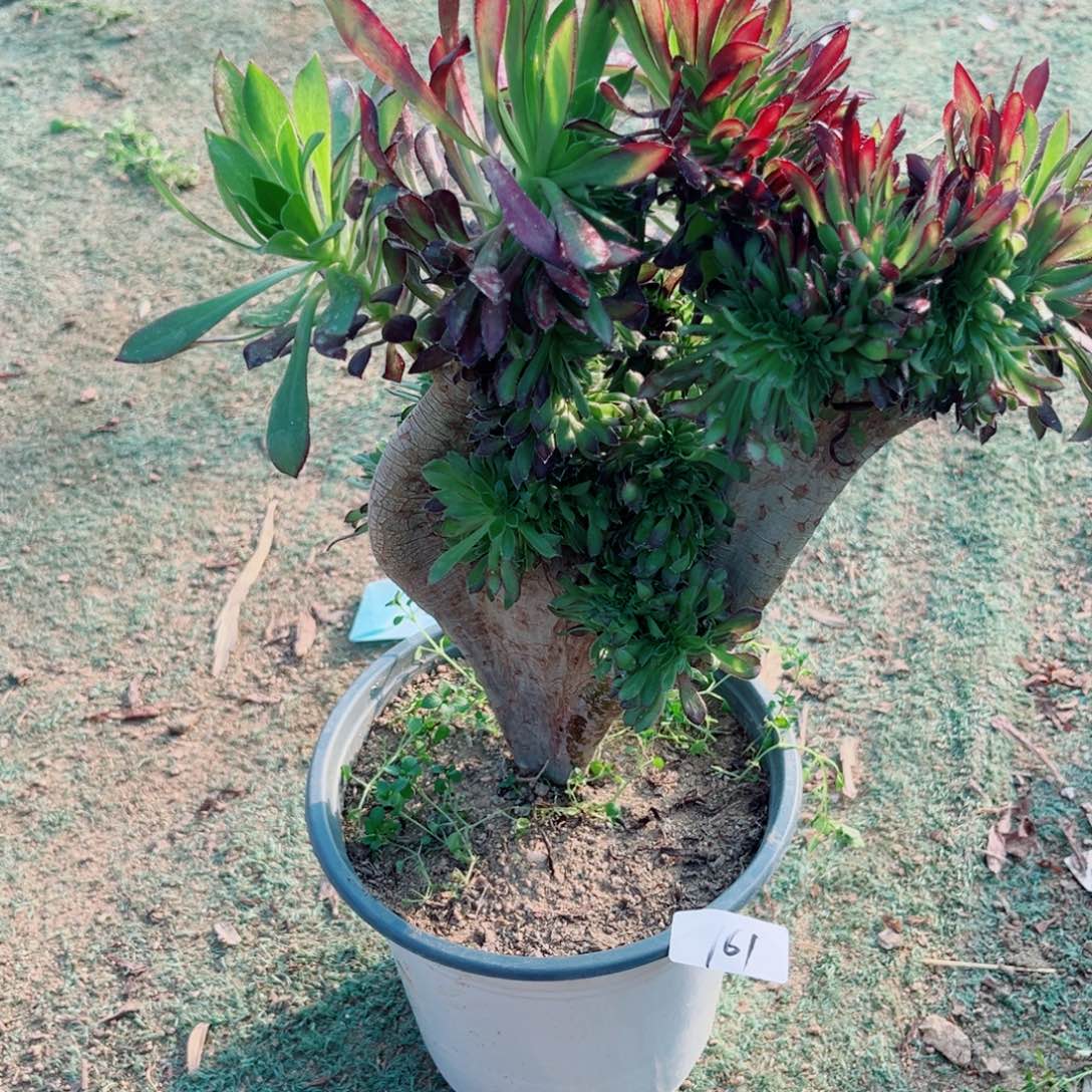 葵***花161黑法师缀多肉植物