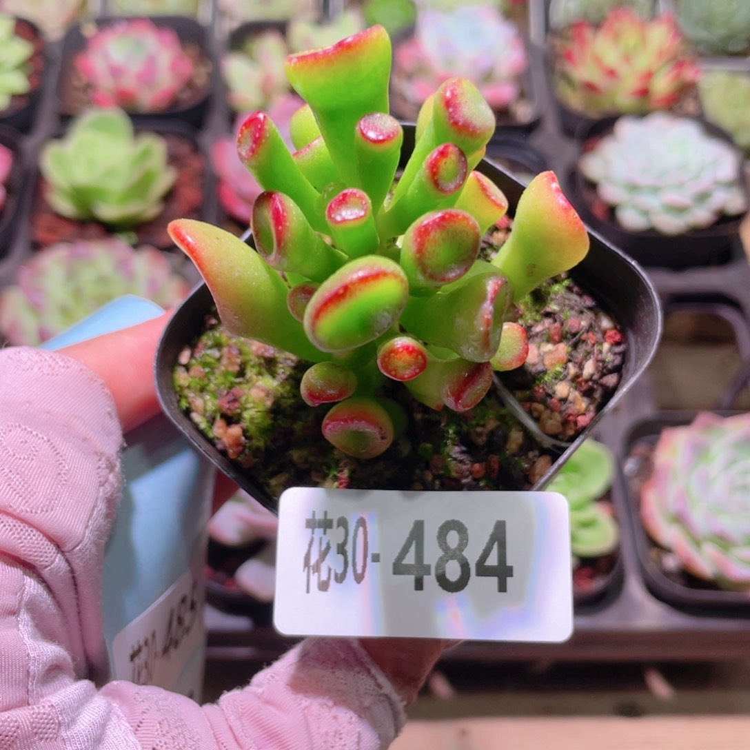 花利美30-484吸财树