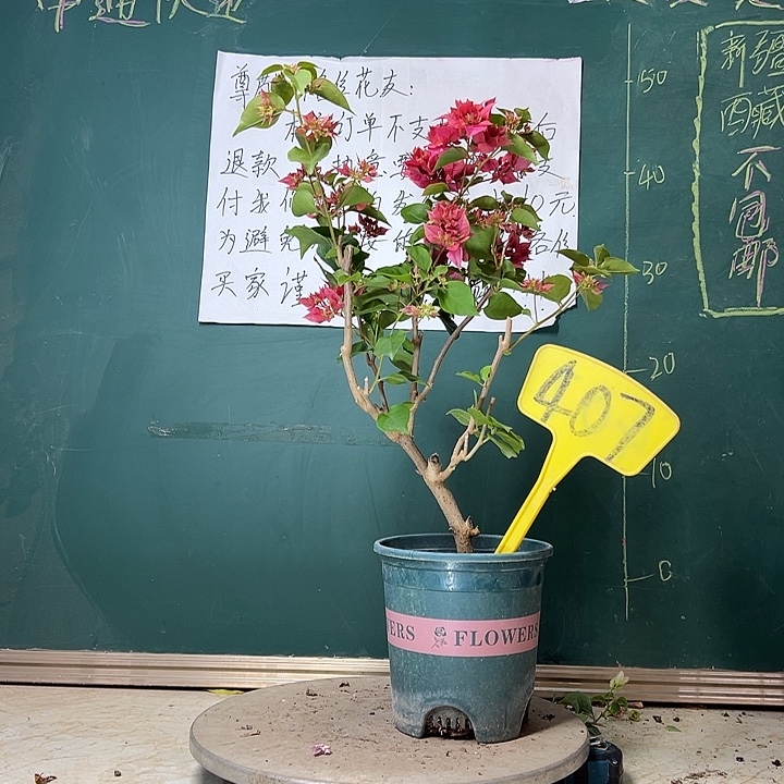 完全开放造型 重瓣红407