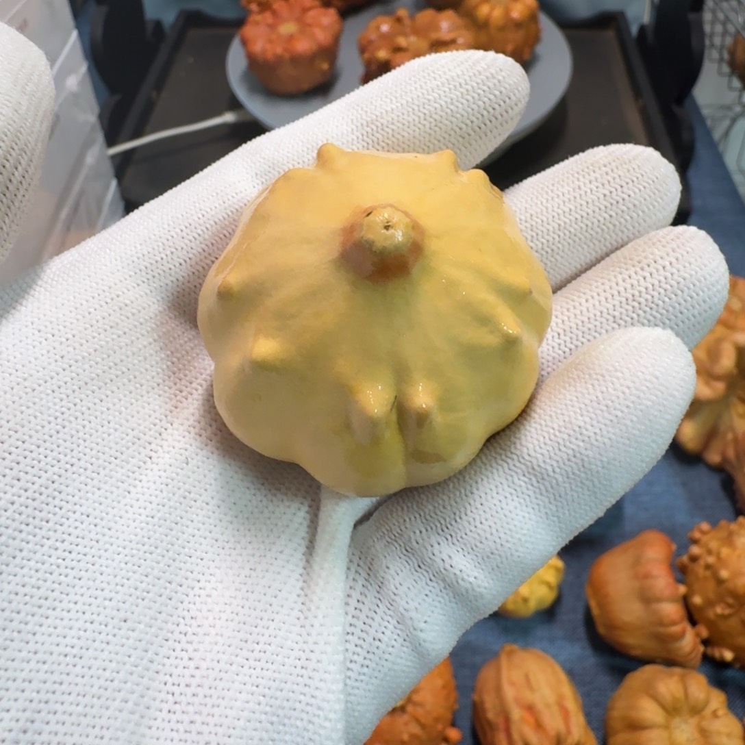 萱***墨西哥七彩疙瘩葫芦