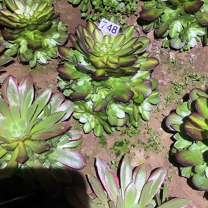 多肉植物法师748抹茶