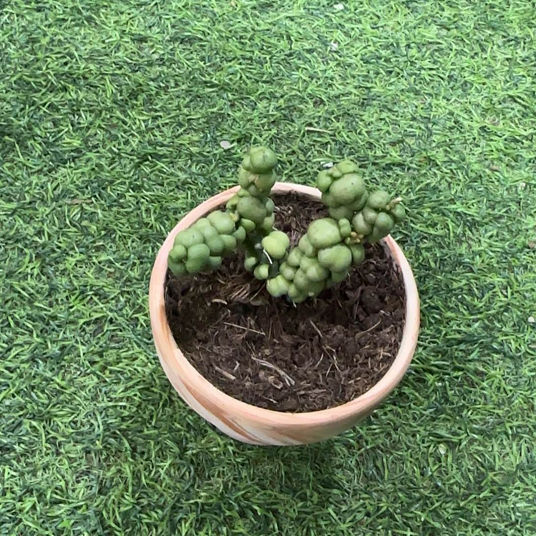 无花朵豆豆龙眼树莲