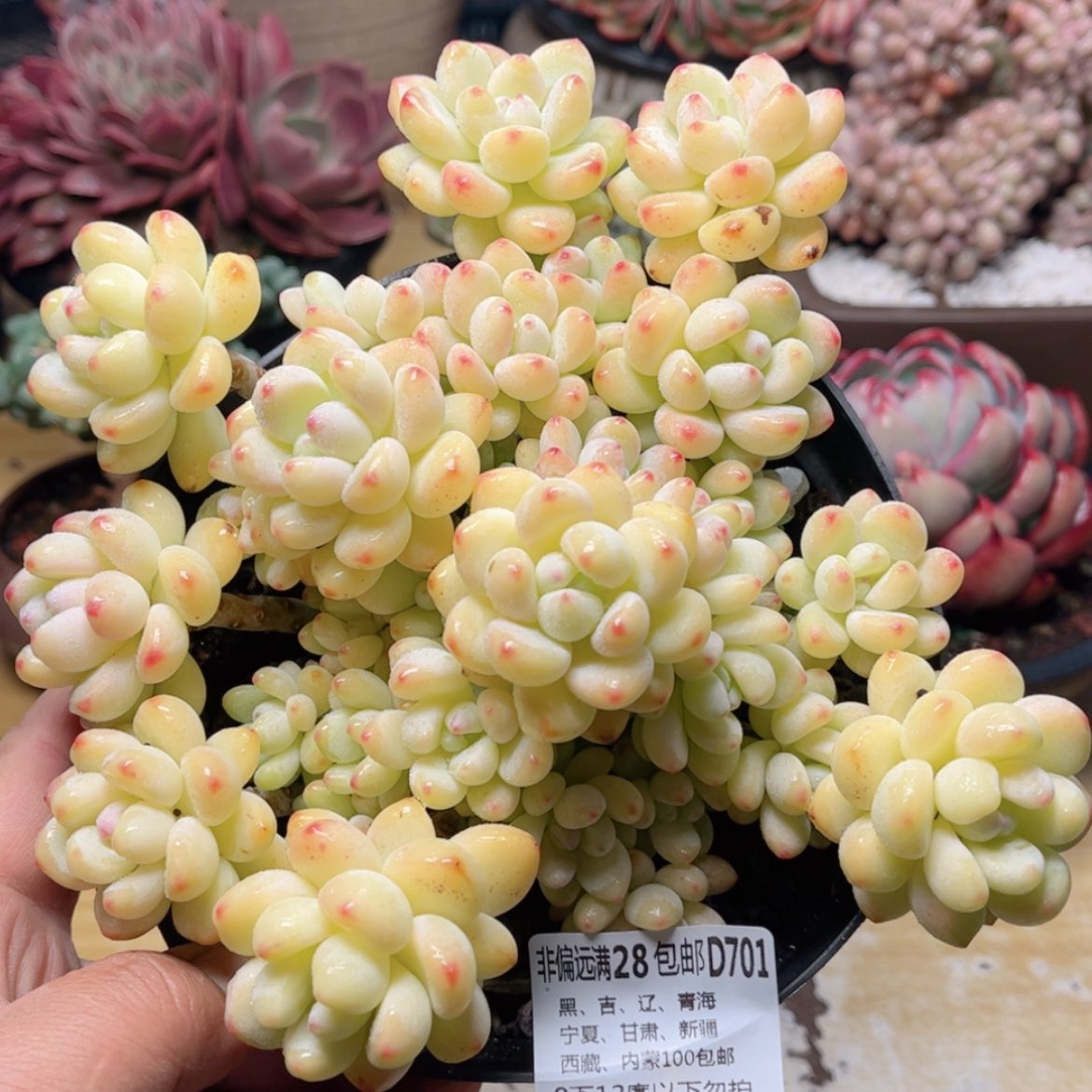 【闪购商品】701罗琦