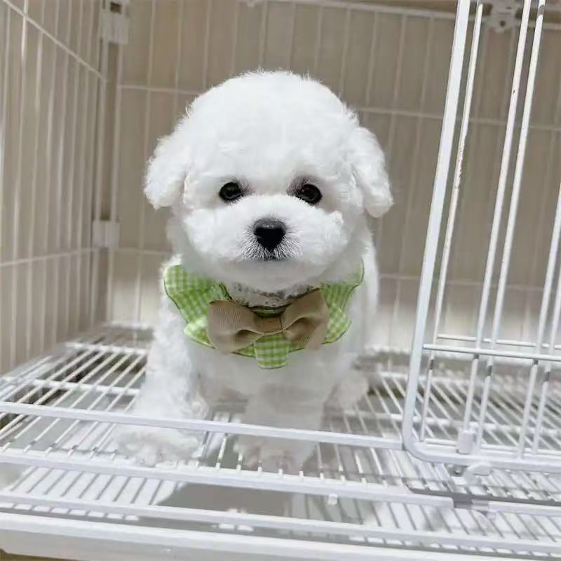 比熊狗狗活体链接