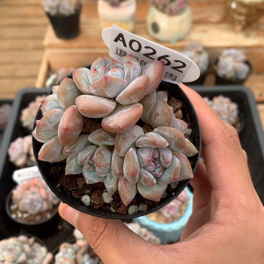 A0262 突尼斯 有砍 8cm