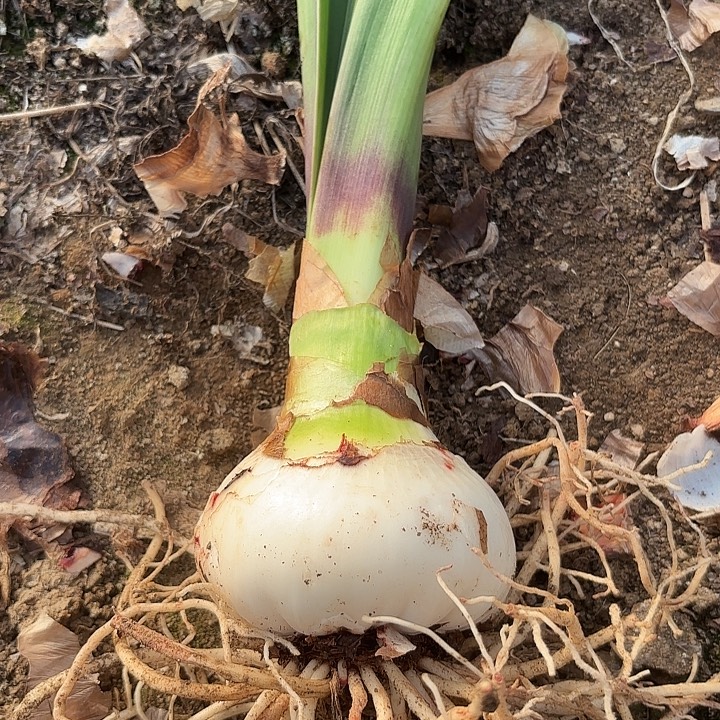 无花朵单瓣黑天鹅包对版