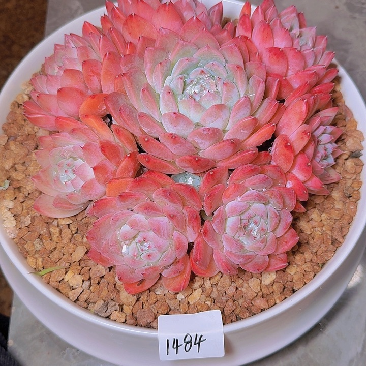 1484阿尔巴佳人多肉植物带盆