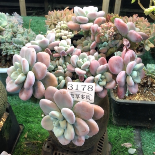 红洛神，3178，一物一拍