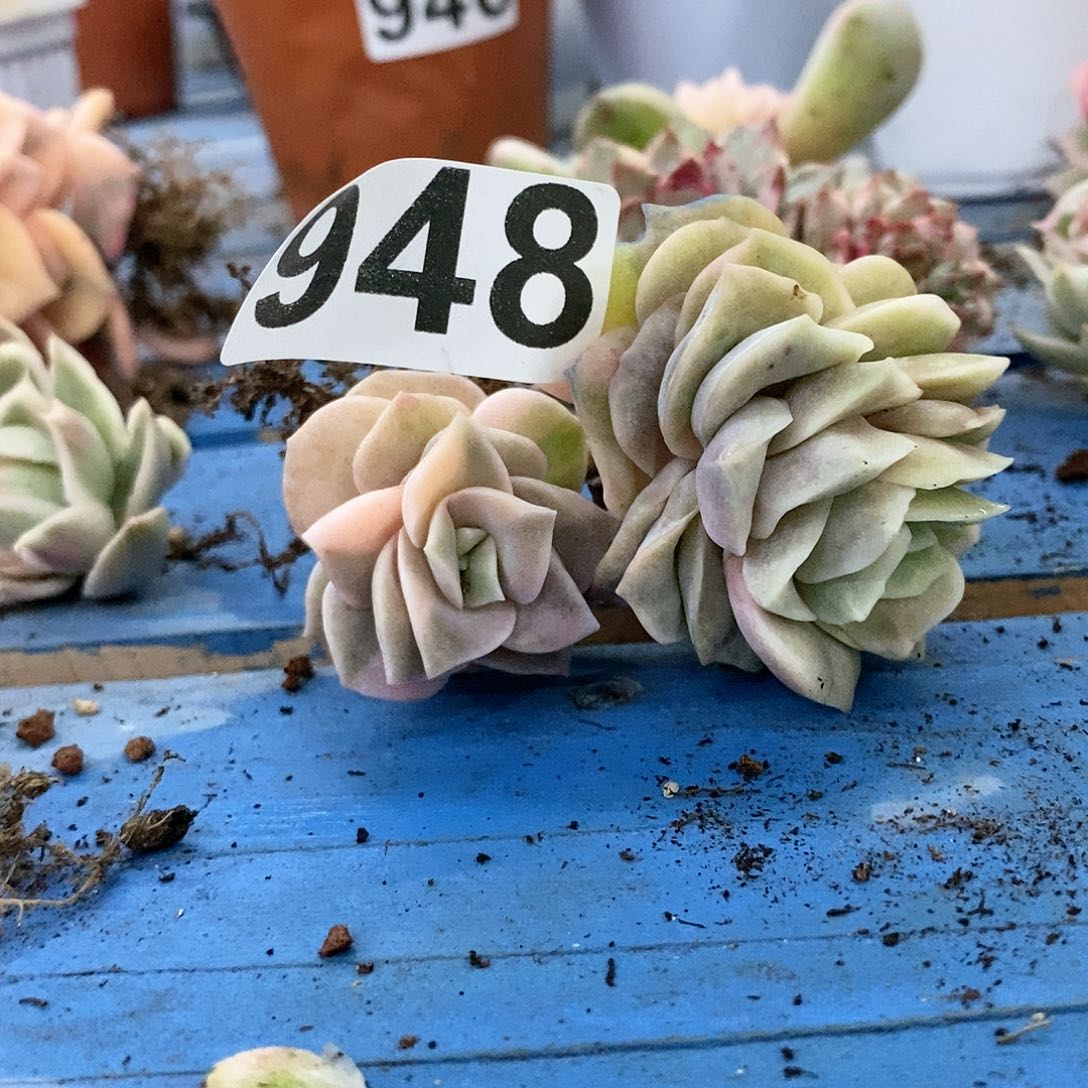 一*948可爱玫瑰锦多肉植物哇啦塞