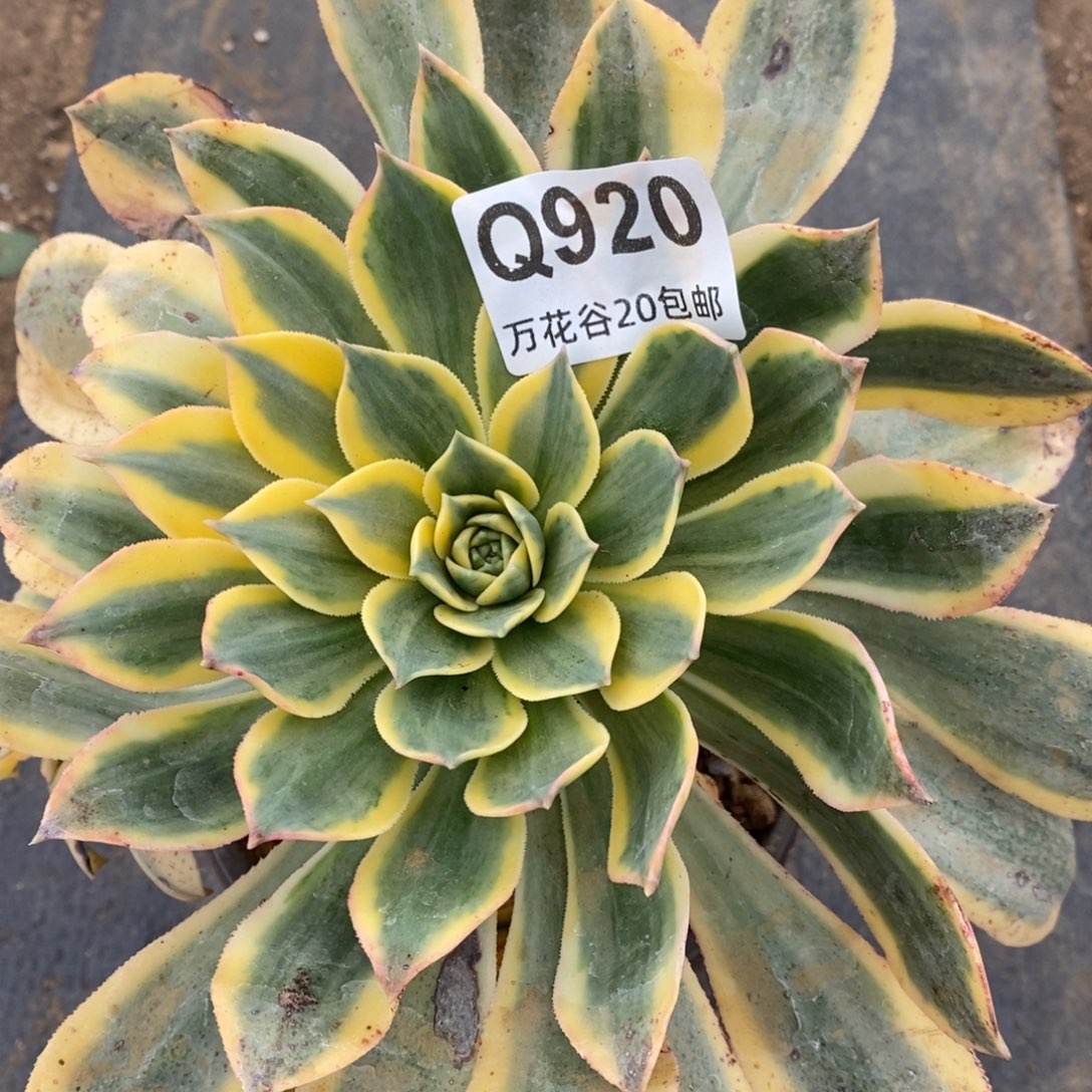 920灿烂多肉植物