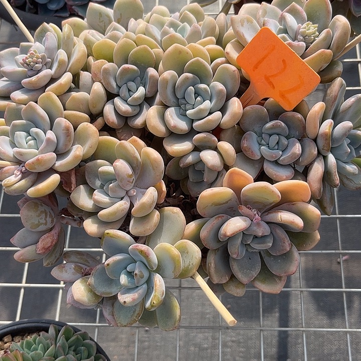 凯***华开播炸福利，双十一福利一天122