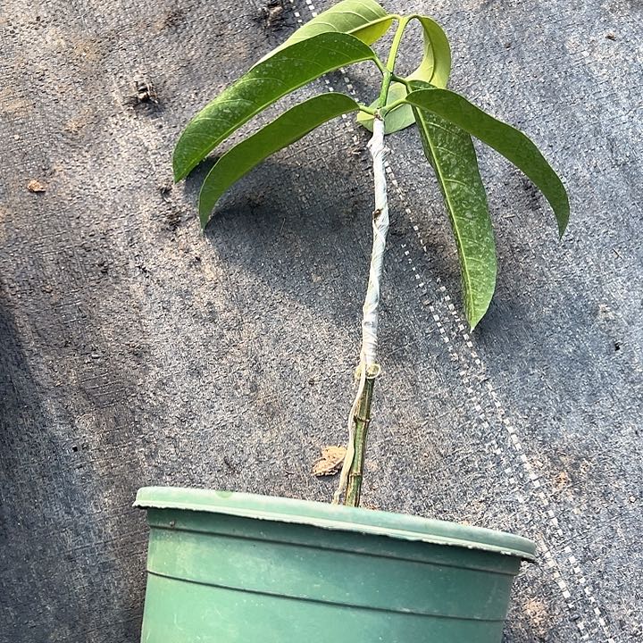 用***2天使24799546776433