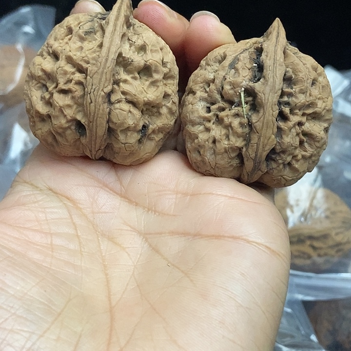 木质类云南铁核桃+41