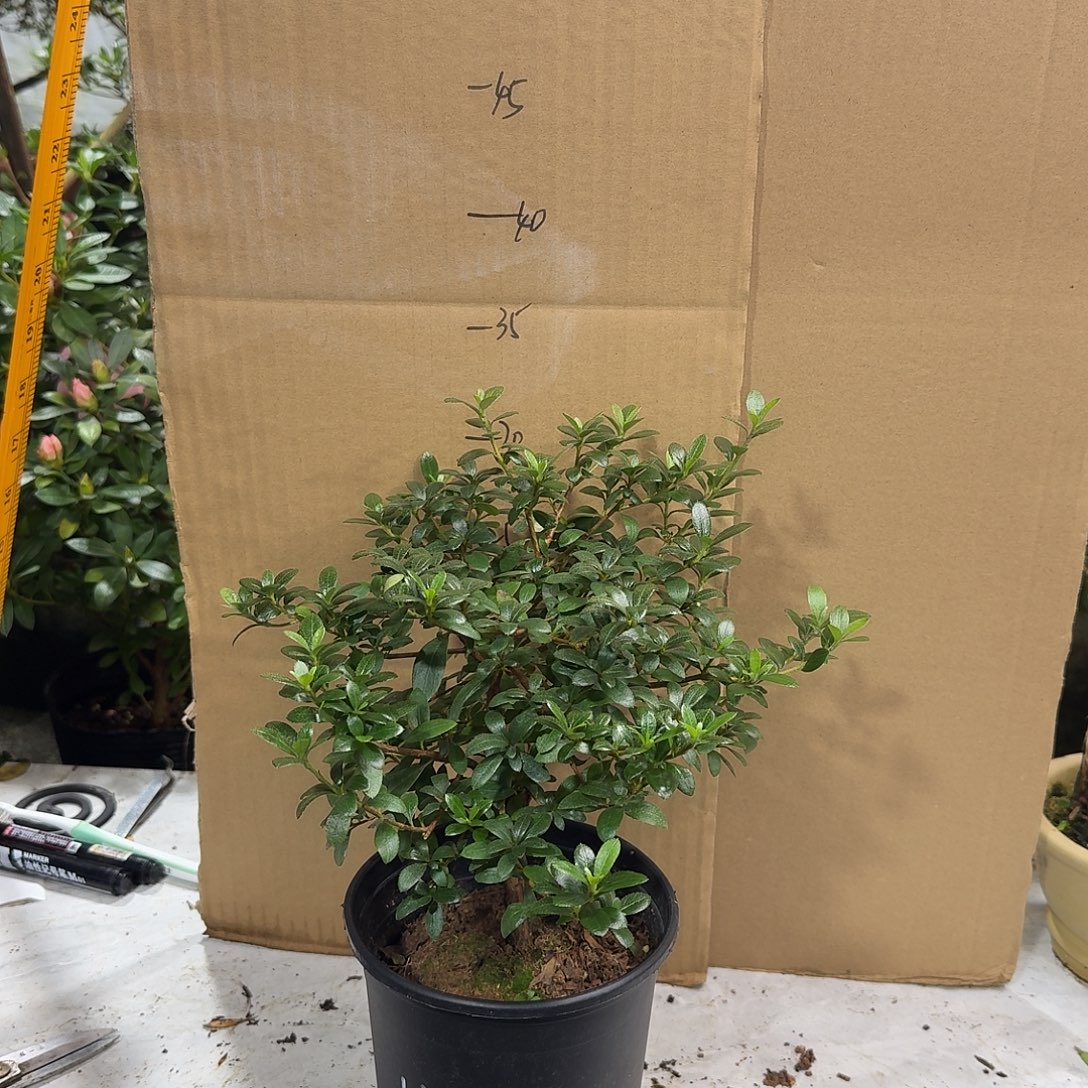 月***梦完全开放八尺之进