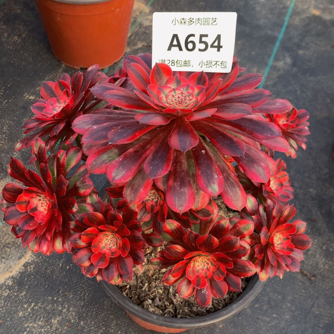 平****》654黑铜888888888