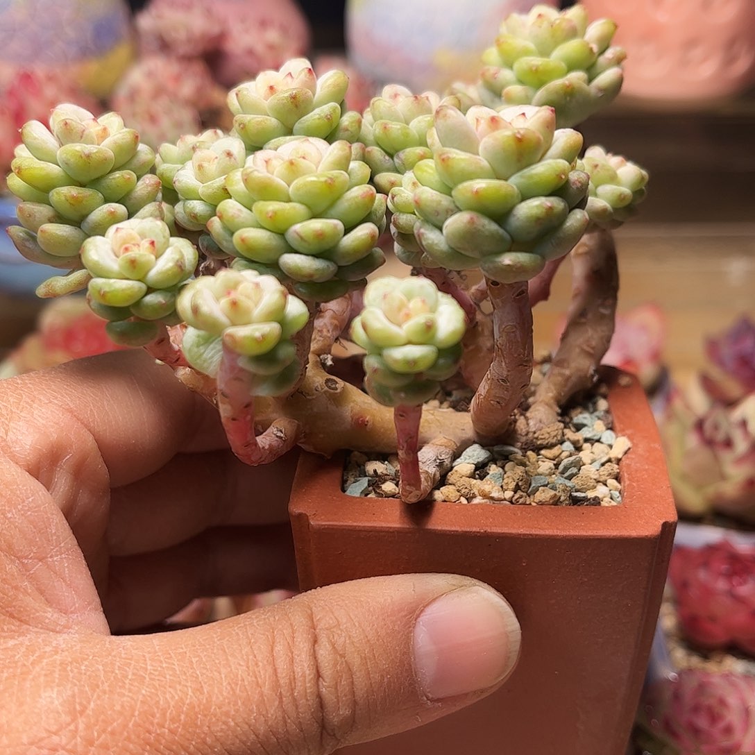 图***北阳光玫瑰含盆含土