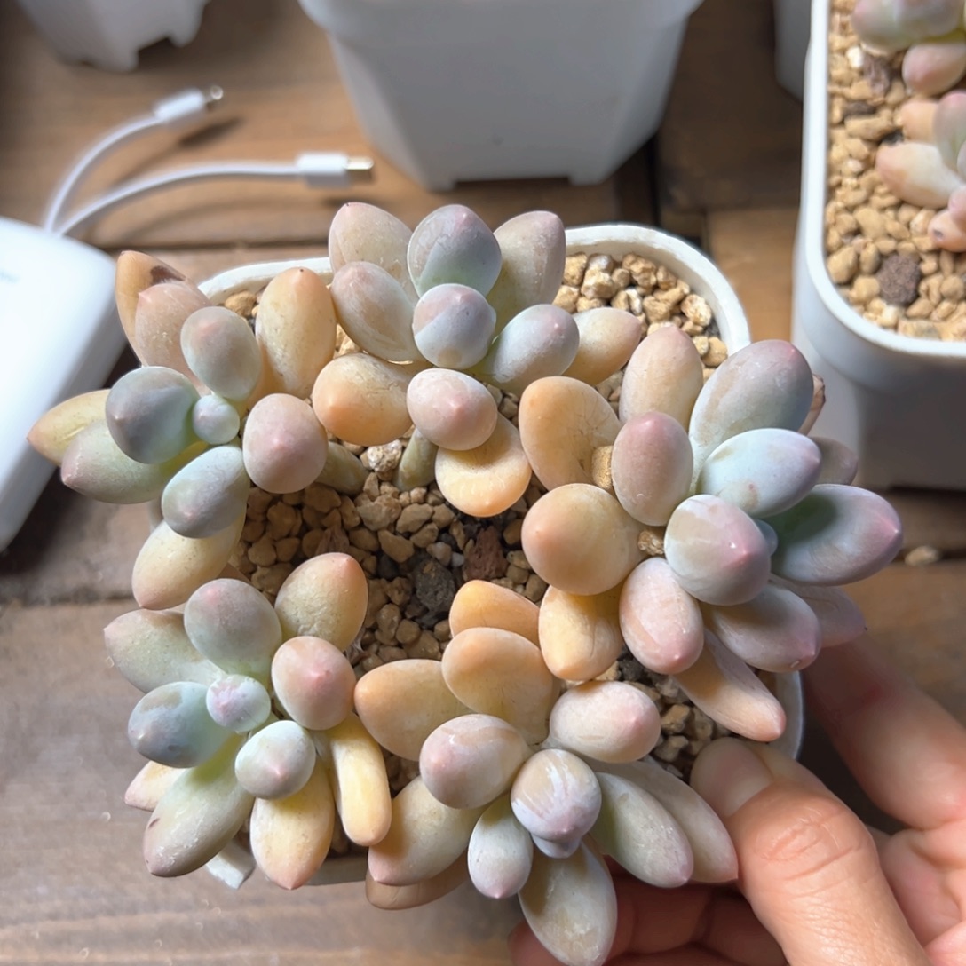 无花朵香水手指11111111111