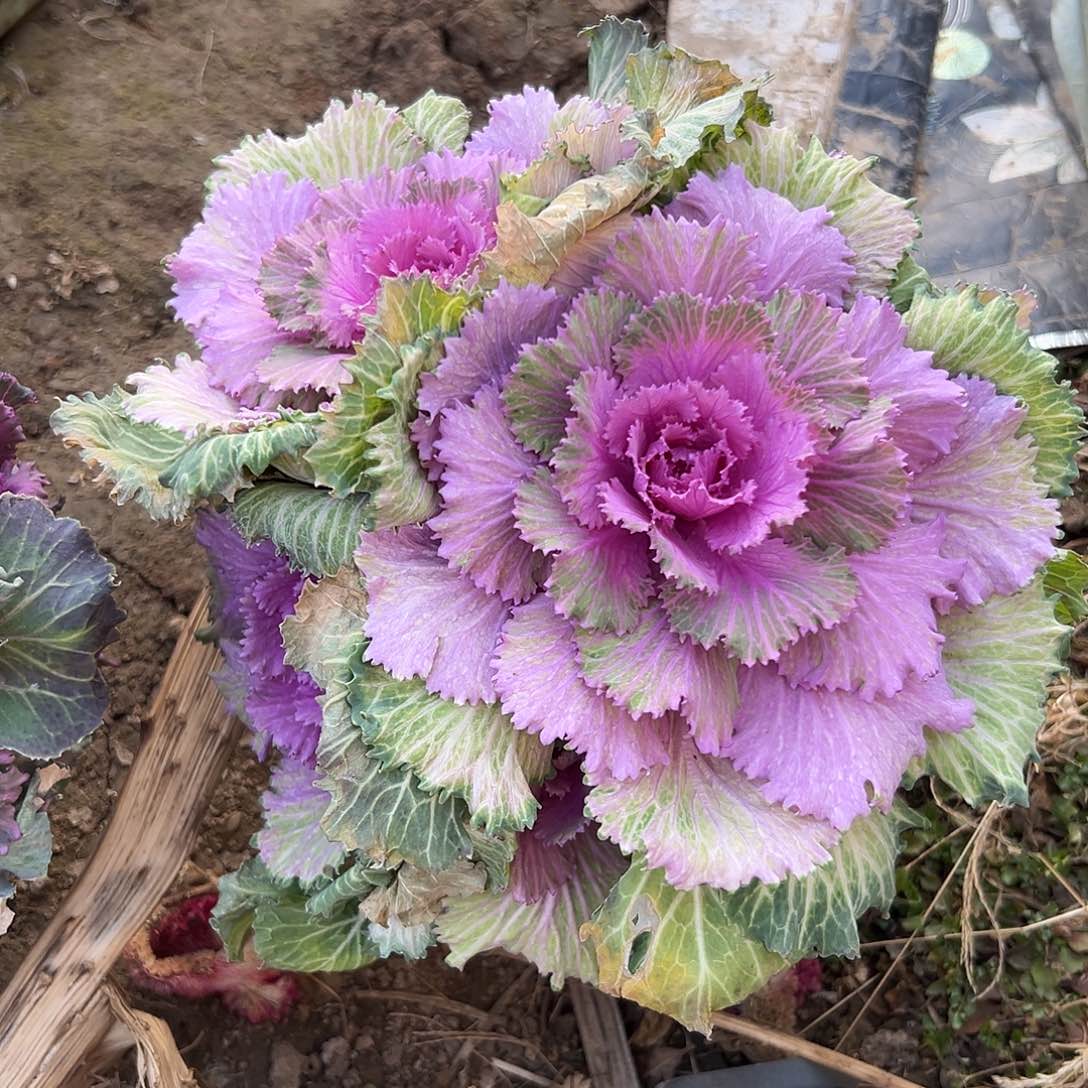 多肉植物雨衣甘蓝