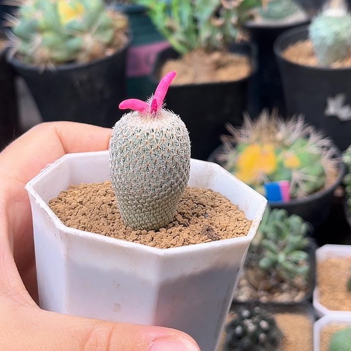 无花朵天世界实生