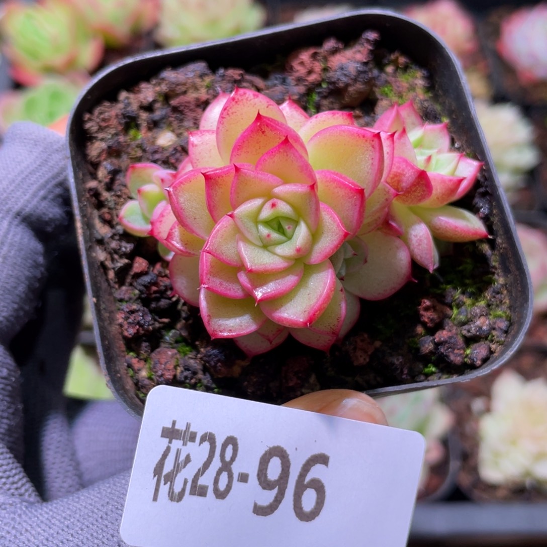 花利美28-96麦秆 