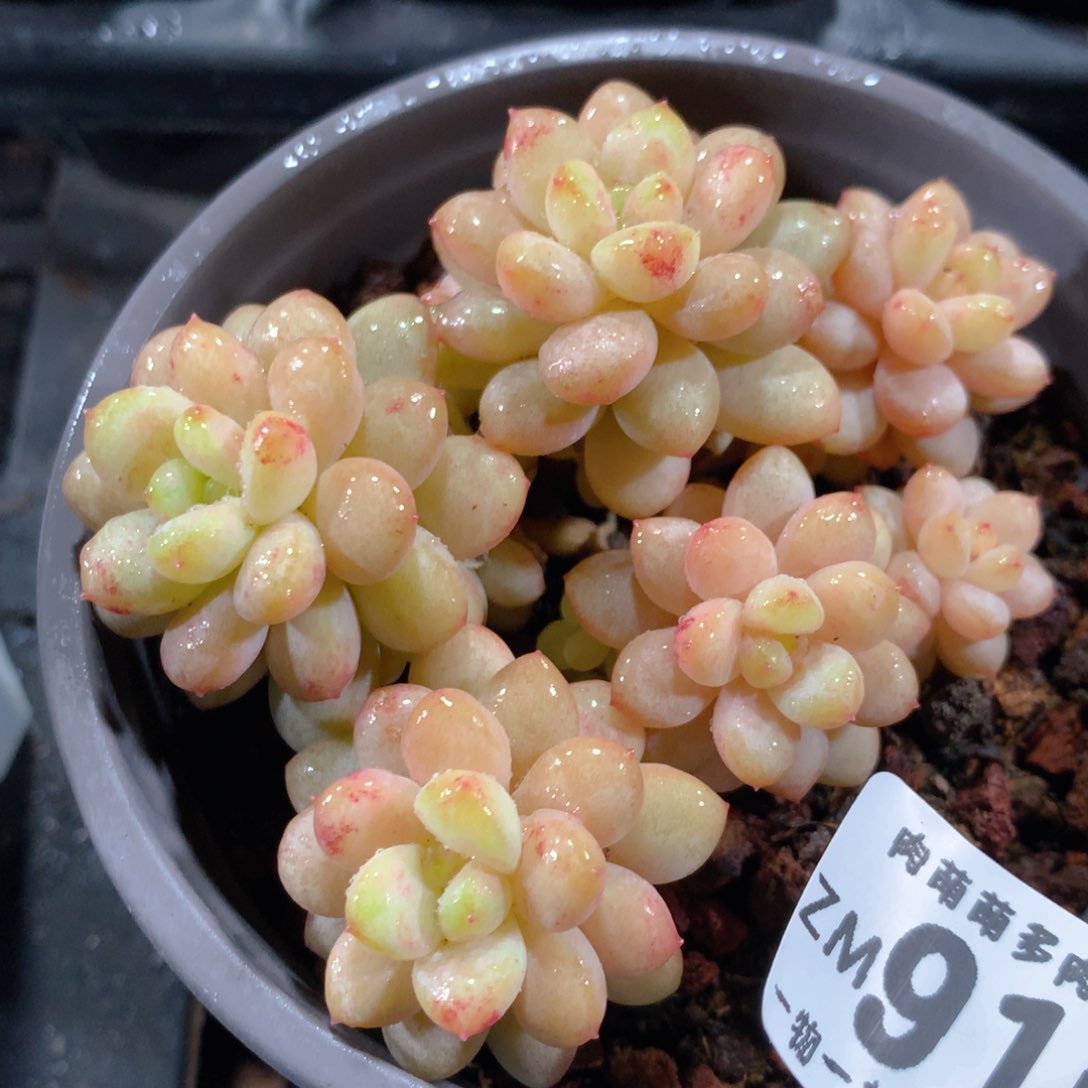 5CM拇指盆精控多肉ZM919