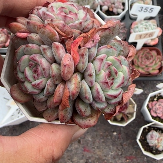 148白胖子肉植物多