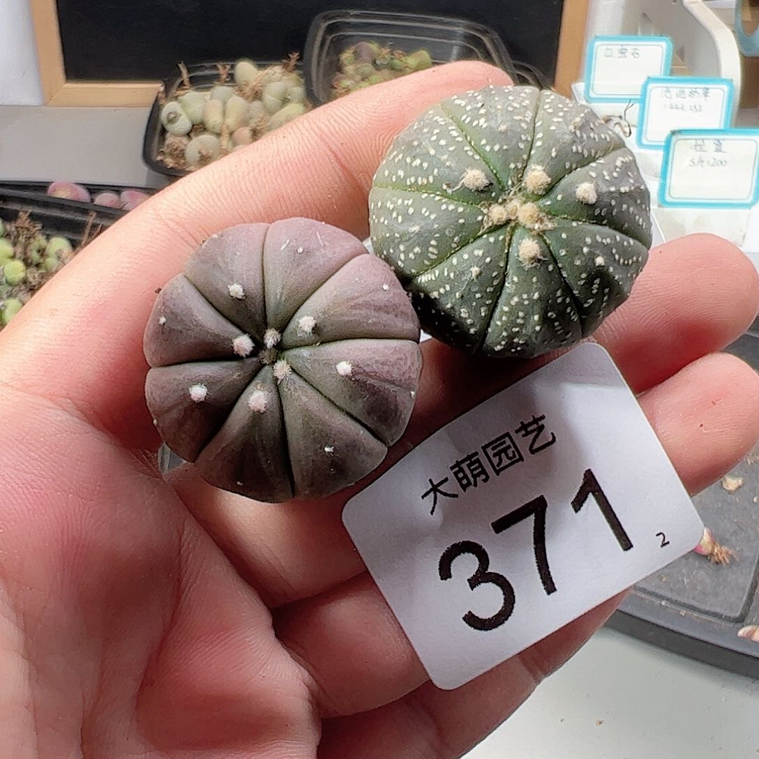 0000371 一物一拍……