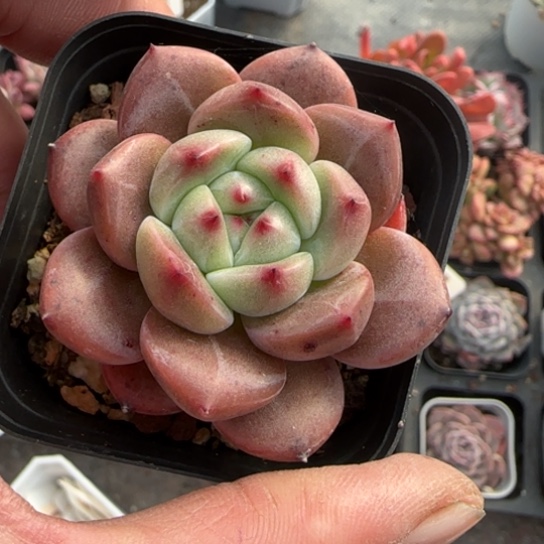 173比翼鸟多肉植物多
