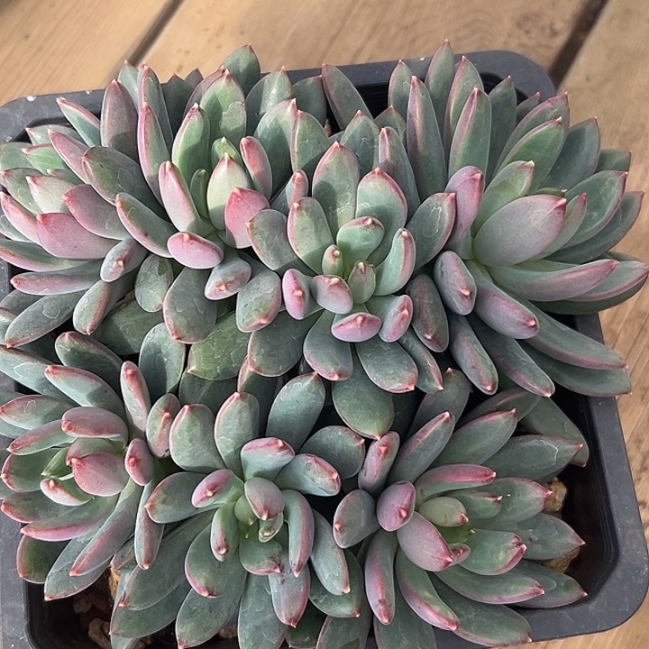 七彩祥云美人特价一物一拍