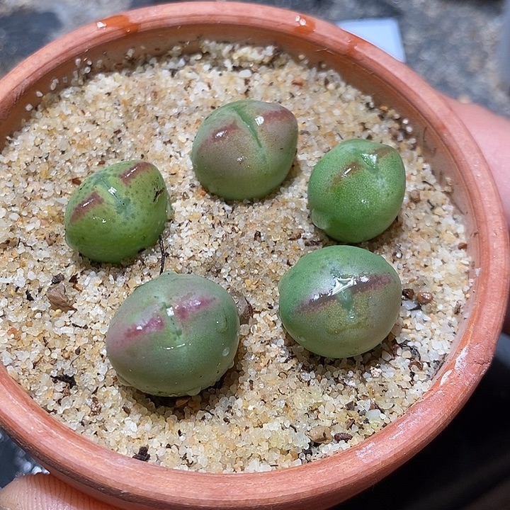 29334。   一颗桃割娘杂交。  