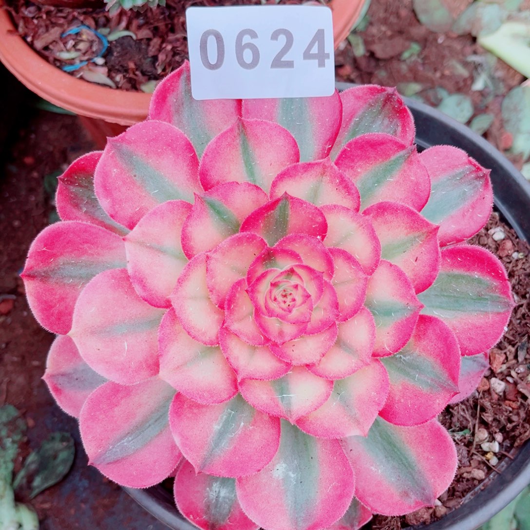 荔枝特价多肉发货