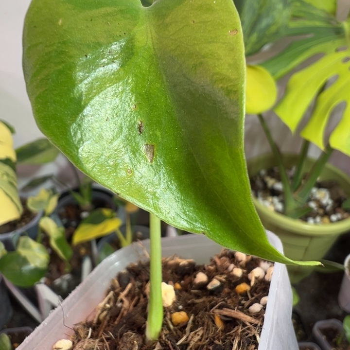 军***完全开放龟背竹种苗