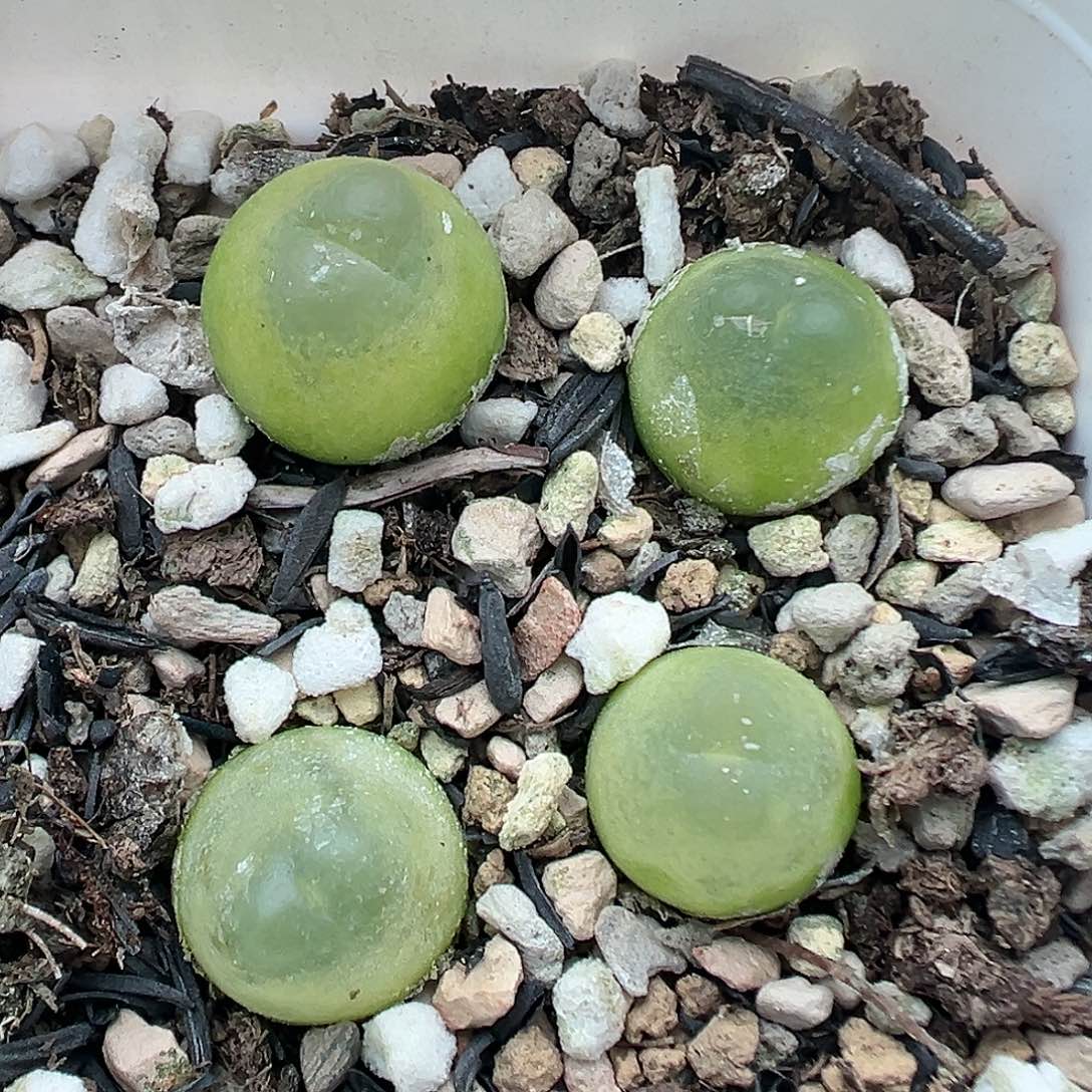 233拉登四颗带盆土发货