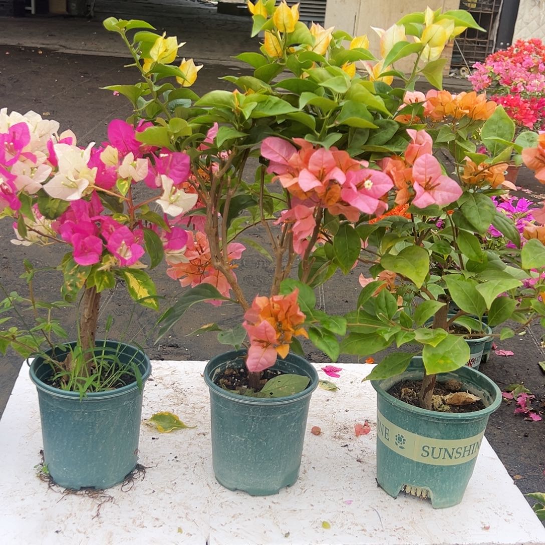 大部分花苞少量开放金心双色，浅彩虹，金发女郎组合