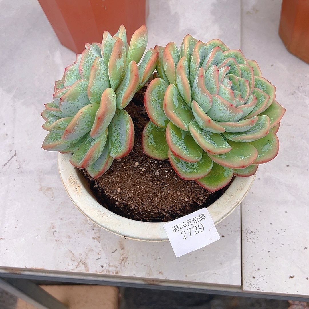 @***啊2729泡芙多肉植物多肉