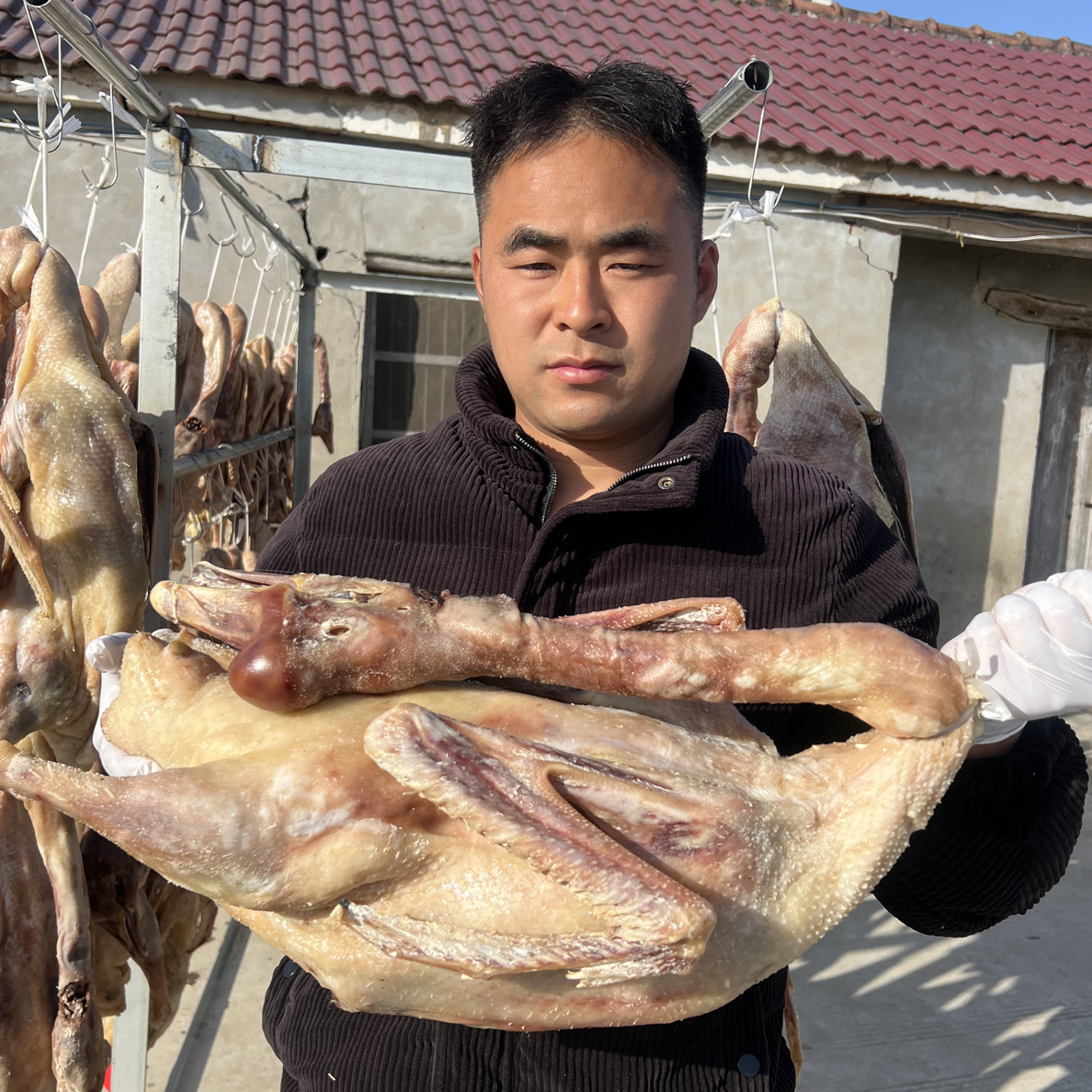 六安皖西大白鹅散养老鹅