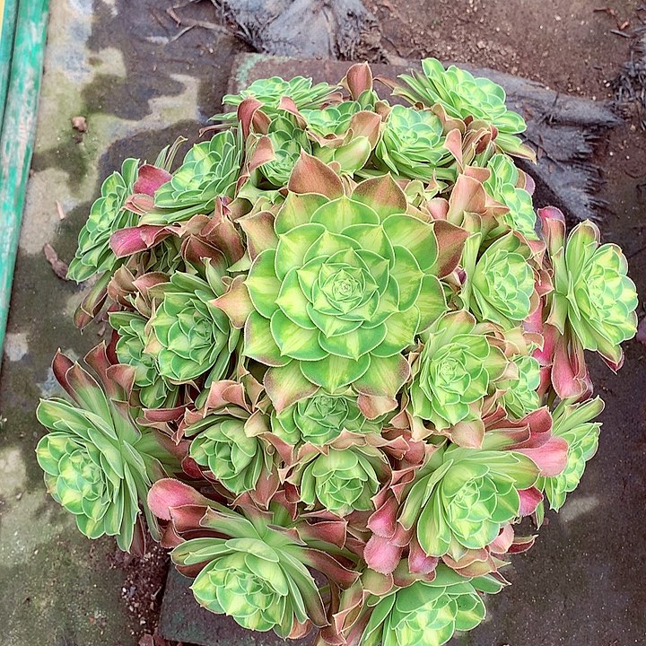 韶华捧花啊啊啊啊啊啊