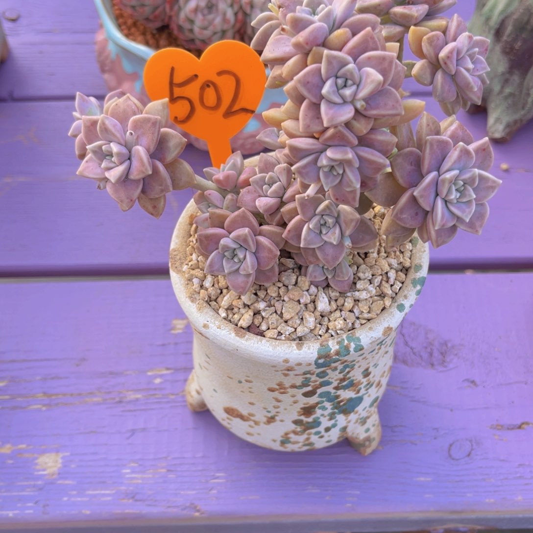 大*502号多肉植物一物一拍