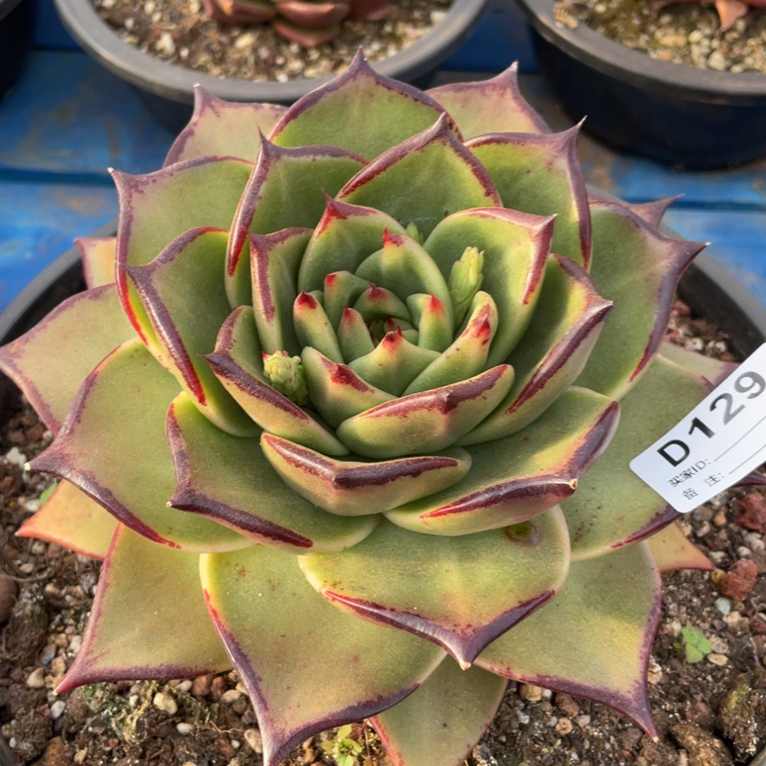 无花朵若如东云单拍D129