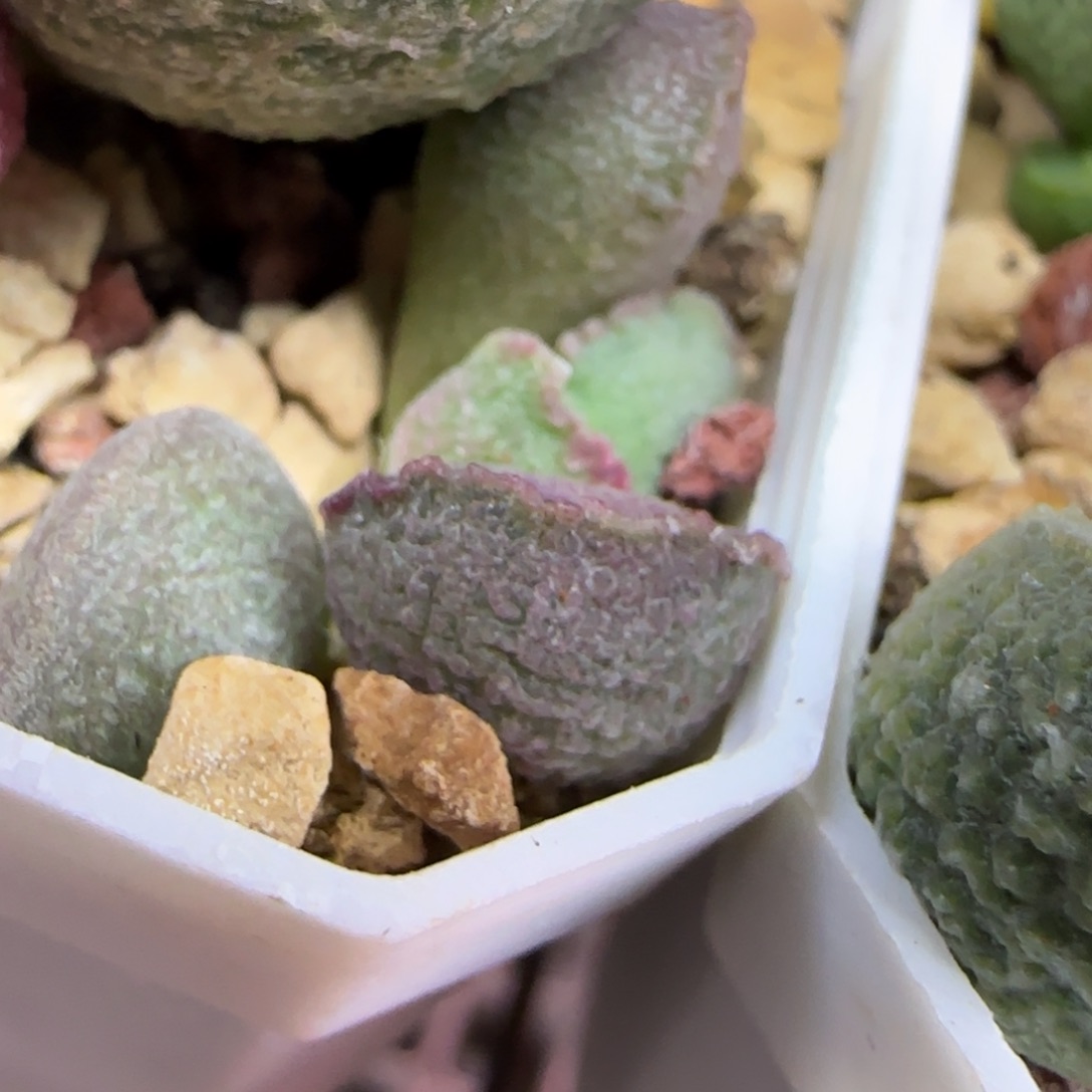 编号367底叶插，脱土发