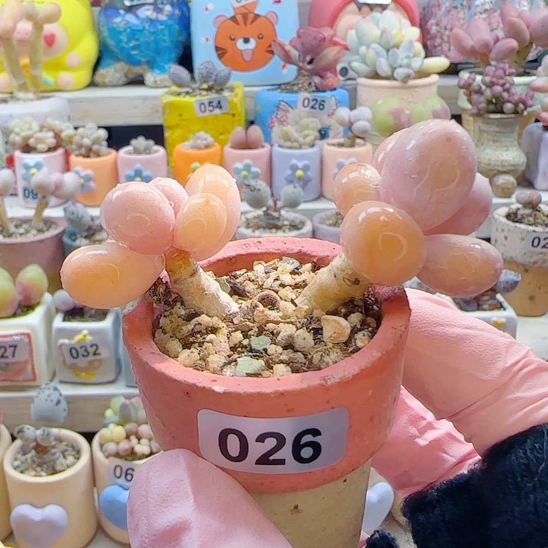 L双头蛋黄奶 盆口3.5cm