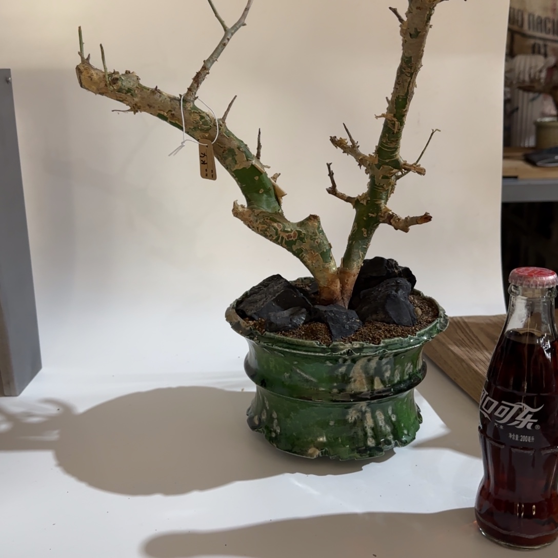 张***️卡派翠斯11111111