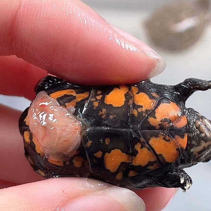 *****宠物龟不分公母A1全品瓦哈卡苗