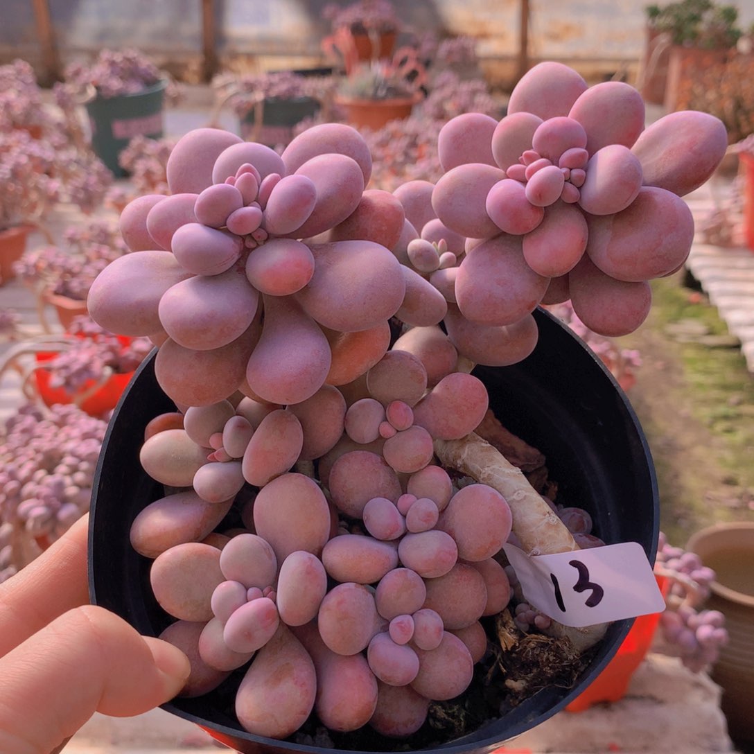 桃蛋老桩一物一拍13号