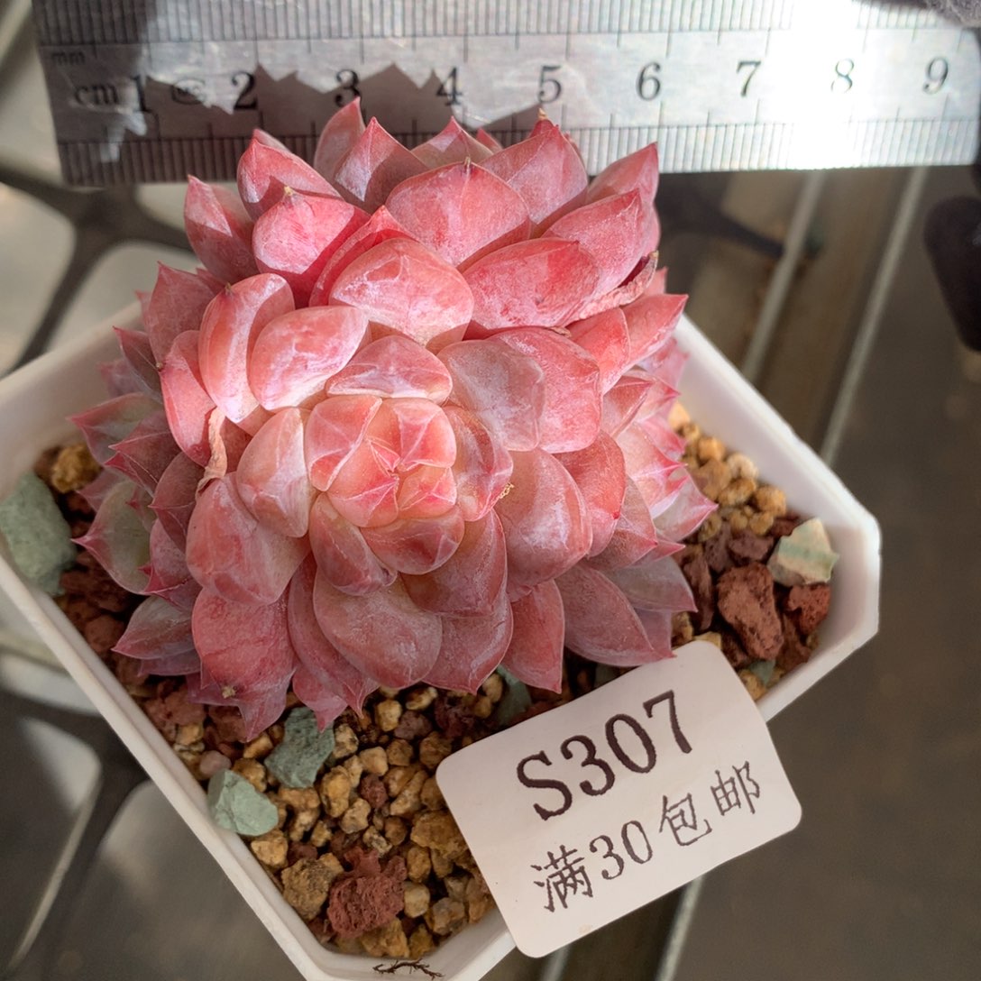307。母本老桩四头透心琥珀。