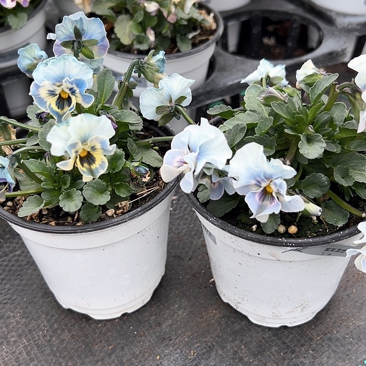 红陶抖音直播闪拍162