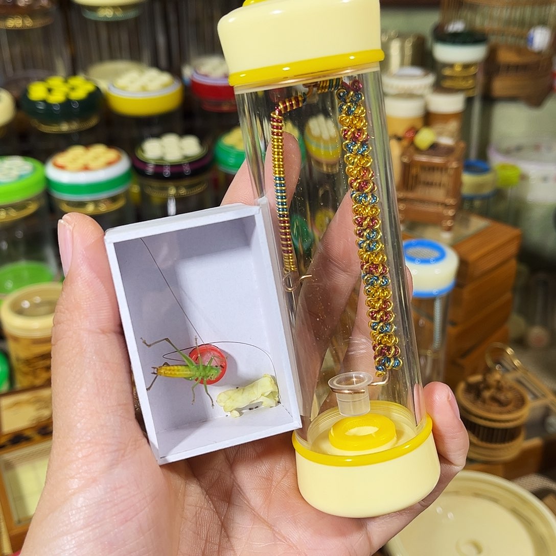 蟋蟀有机竹蛉筒+糖果彩螽